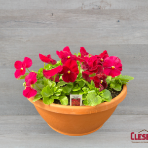 PANSY BOWL - MATRIX ROSE