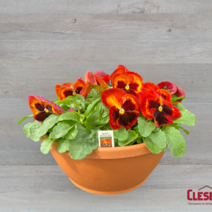 PANSY BOWL - MATRIX SOLAR FLARE