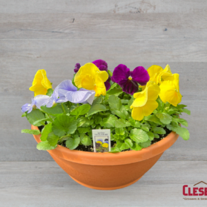 PANSY BOWL  - MATRIX TRICOLOR MIX