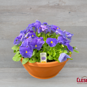 PANSY BOWL - MATRIX TRUE BLUE