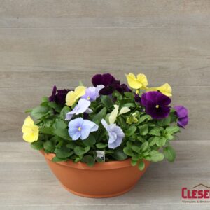 PANSY BOWL  - MATRIX TRICOLOR MIX