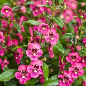 ANGELONIA - ANGELFACE PERFECTLY PINK
