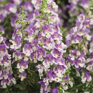 ANGELONIA - ANGELFACE WEDGEWOOD BLUE