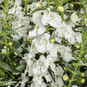 ANGELONIA - ANGELFACE WHITE