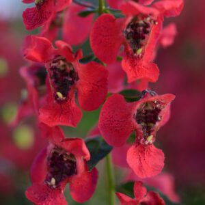 ANGELONIA - ARCHANGEL CHERRY RED