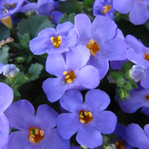 BACOPA - BAHIA BLUE SAND