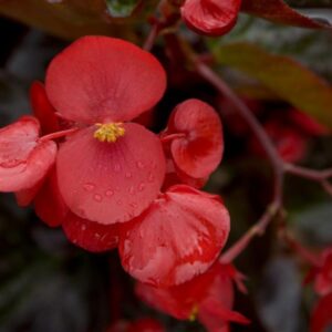 BEGONIA - BIG BRONZE LEAF RED