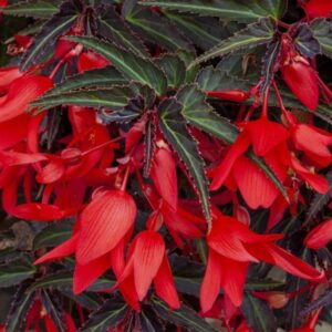 BEGONIA - BOSSA NOVA MIDNIGHT FEVER