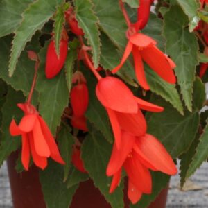 BEGONIA - BOSSA NOVA ORANGE 4IN