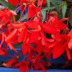 BEGONIA - BOSSA NOVA RED