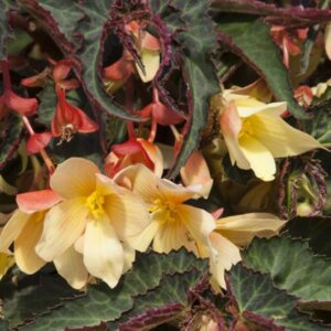 BEGONIA - BOSSA NOVA YELLOW
