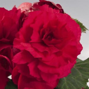 BEGONIA - NONSTOP DEEP ROSE