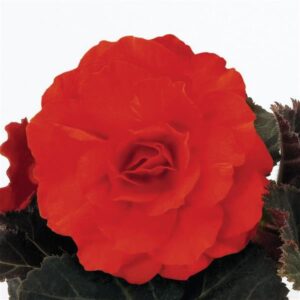 BEGONIA - NONSTOP MOCCA DEEP ORANGE