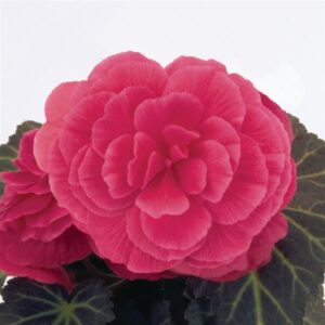 BEGONIA - NONSTOP MOCCA PINK