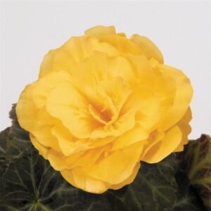 BEGONIA - NONSTOP MOCCA YELLOW