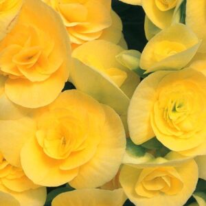 BEGONIA - REIGER YELLOW