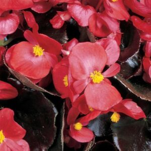 BEGONIA - WAX BRONZE LEAF RED VODKA