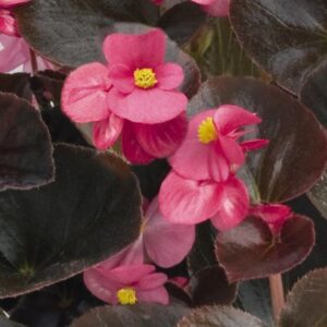 BEGONIA - WAX BRONZE LEAF ROSE TEQUILLA