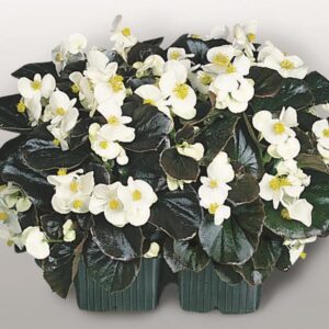 BEGONIA - WAX BRONZE LEAF WHITE WHISKEY