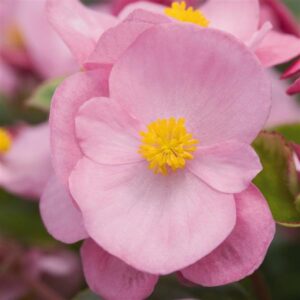 BEGONIA - WAX GREEN LEAF PINK SUPER OLYMPIA