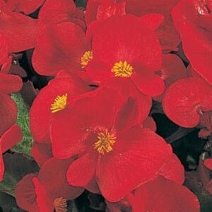 BEGONIA - WAX GREEN LEAF RED SUPER OLYMPIA
