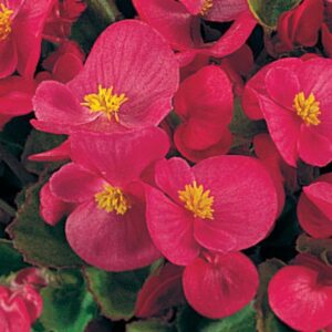 BEGONIA - WAX GREEN LEAF ROSE SUPER OLYMPIA