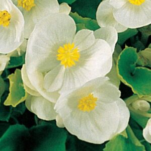 BEGONIA - WAX GREEN LEAF WHITE SUPER OLYMPIA