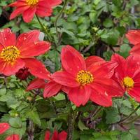 BIDENS - RED