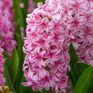 HYACINTH - PINK (3 BULBS)