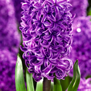 HYACINTH - PURPLE (1 BULB)