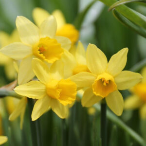 DAFFODIL - TETE A TETE