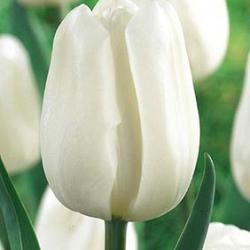 TULIP - WHITE (3 BULBS)