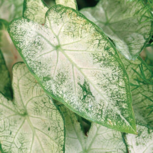 CALADIUM - WHITE 4IN