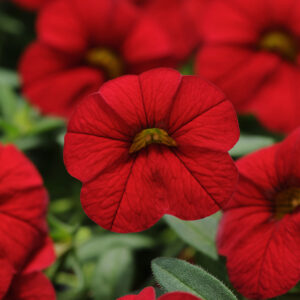 CALIBRACHOA - CABARET BRIGHT RED