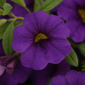 CALIBRACHOA - CABARET MIDNIGHT BLUE