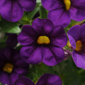 CALIBRACHOA - CABARET PURPLE