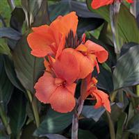 CANNA - BRONZE LEAF ORANGE