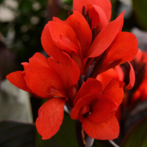CANNA - BRONZE LEAF SCARLET