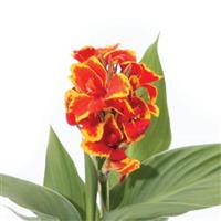 CANNA - GREEN LEAF RED GOLDEN FLAME