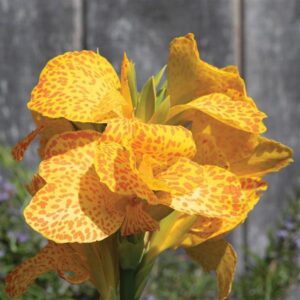 CANNA - GREEN LEAF GOLDEN LEOPARD