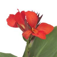 CANNA - GREEN LEAF SCARLET