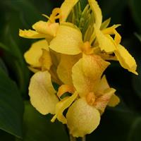 CANNA - GREEN LEAF YELLOW