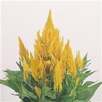 CELOSIA - FRESH LOOK YELLOW