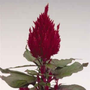 CELOSIA - NEW LOOK RED