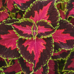 COLEUS - HEARTBREAKER