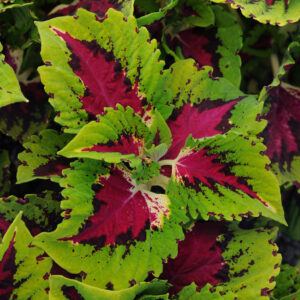 COLEUS - KONG JR. ROSE