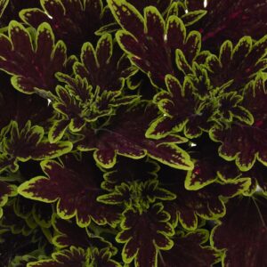 COLEUS - MAIN STREET BOURBON ST