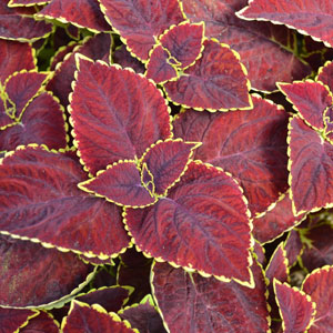 COLEUS - MAIN STREET BROAD ST