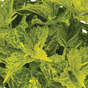 COLEUS - MAIN STREET RIVER WALK