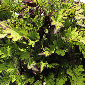 COLEUS - MAIN STREET RODEO DR